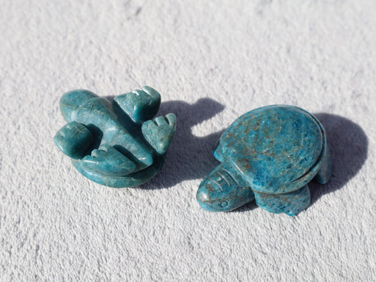 Apatite Turtle